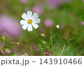 秋の公園に咲く可憐なコスモスの花 143910466