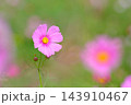 秋の公園に咲く可憐なコスモスの花 143910467