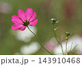 秋の公園に咲く可憐なコスモスの花 143910468