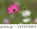 秋の公園に咲く可憐なコスモスの花 143910469