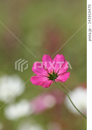 秋の公園に咲く可憐なコスモスの花 秋の公園に咲く可憐なコスモスの花 143910470
