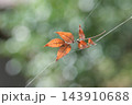 晩秋の日本の風景 143910688