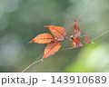 晩秋の日本の風景 143910689
