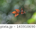 晩秋の日本の風景 143910690