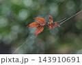晩秋の日本の風景 143910691