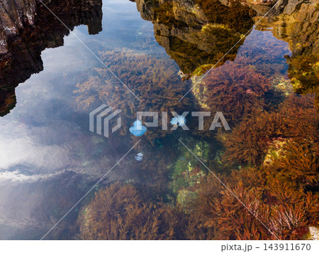 Clear coastal tide pool reflects rock formations and clouds above submerged seaweed during daytime 143911670