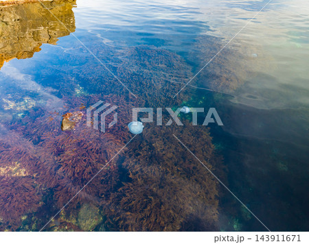 Seaweed and jellyfish visible beneath the water beside a rocky shore in daylight Seaweed and jellyfish visible beneath the water beside a rocky shore in daylight 143911671
