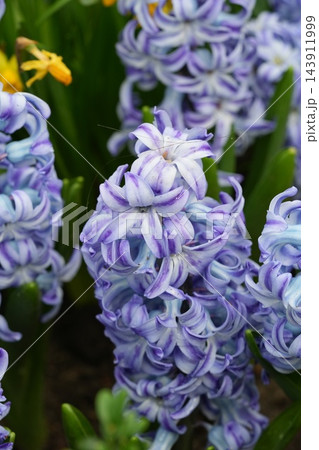 Striking Hyacinth Flowers in Full Bloom Close Up View Striking Hyacinth Flowers in Full Bloom Close Up View 143911999