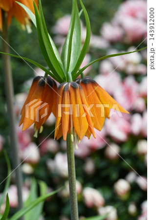 Crown Imperial Fritillaria Flower Close Up Crown Imperial Fritillaria Flower Close Up 143912000