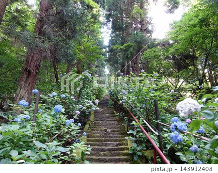 満開のアジサイ　紫陽花　あじさい　出塩文殊堂　山形市 143912408