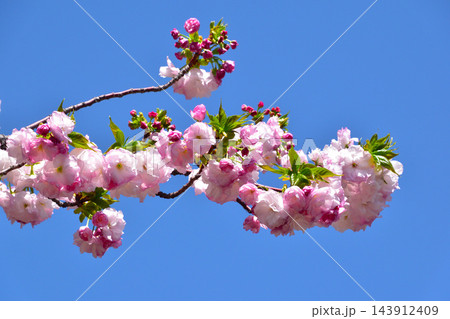 八重桜 福禄寿 大阪造幣局にて 八重桜 福禄寿 大阪造幣局にて 143912409