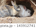 【広島県】大久野島のうさぎ 143912741