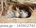 【広島県】大久野島のうさぎ 143912742