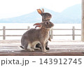 【広島県】大久野島のうさぎ 143912745