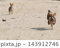 【広島県】大久野島のうさぎ 143912746