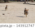 【広島県】大久野島のうさぎ 143912747
