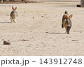 【広島県】大久野島のうさぎ 143912748
