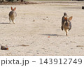 【広島県】大久野島のうさぎ 143912749