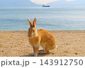 【広島県】大久野島のうさぎ 143912750