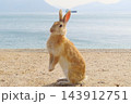 【広島県】大久野島のうさぎ 143912751