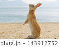 【広島県】大久野島のうさぎ 143912752