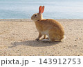 【広島県】大久野島のうさぎ 143912753