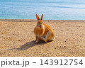 【広島県】大久野島のうさぎ 143912754