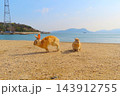 【広島県】大久野島のうさぎ 143912755
