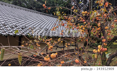 柿の実と瓦屋根の日本家屋 143912909