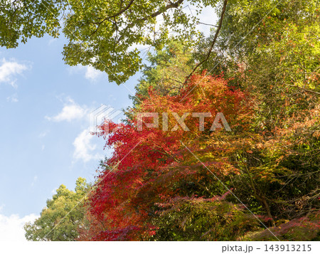 室生寺の鮮やかな紅葉 室生寺の鮮やかな紅葉 143913215