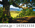 Ancient laurel tree and scenic valley view in Fanal Forest 143913338