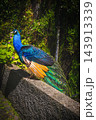 Beautiful male indian peafowl perched on a stone ledge 143913339