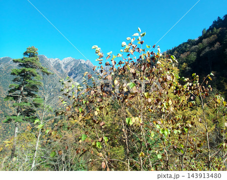 背景に鋭い山容を望み、手前に色づく木々が広がる風景 背景に鋭い山容を望み、手前に色づく木々が広がる風景 143913480