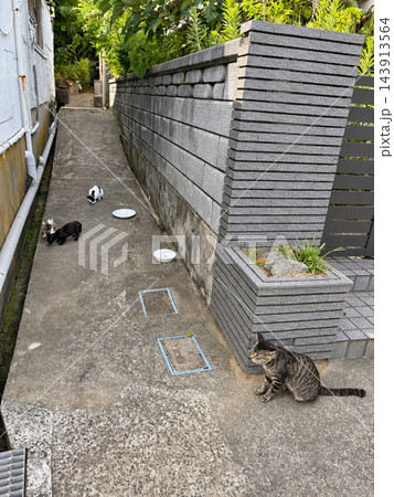 路地で過ごす猫たち 路地で過ごす猫たち 143913564