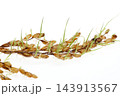 籾が穂に付いたまま発芽する穂発芽 籾が穂に付いたまま発芽する穂発芽 143913567