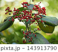 ガマズミの赤い実と緑の虫こぶ 143913790
