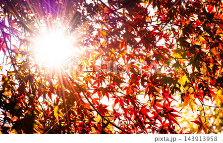 紅葉した紅葉の間から差し込む光と穏やかなイメージ風景 143913958
