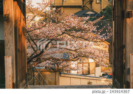 [有馬温泉]春の到来を告げる桜！朝日の光が優しく包み込む！関西を代表する有名温泉街の風景 143914367