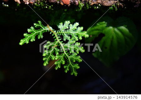 Close up of green Selaginella fern leaf growing in tropical rainforest 143914576