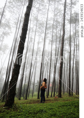 Smiling Asian woman with backpack wearing yellow jacket standing amidst tall pine trees and looking up at the misty canopy in forest with morning mist and fog travel in Thailand. Vertical photo Smiling Asian woman with backpack wearing yellow jacket standing amidst tall pine trees and looking up at the misty canopy in forest with morning mist and fog travel in Thailand. Vertical photo 143914633