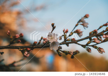 [有馬温泉]春の到来を告げる桜が咲く風景！朝日の光が優しく包み込む！関西を代表する有名温泉街の風景 143914646