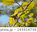 秋のツノハシバミの実 143914738
