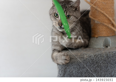 おもちゃで遊ぶ可愛い猫　サバトラ猫 143915031