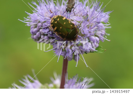 秋の庭に咲く紫色のダンギクの花の花粉や花の蜜を食べるコアオハナムグリ 143915497