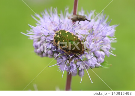 秋の庭に咲く紫色のダンギクの花の花粉や花の蜜を食べるコアオハナムグリ 143915498