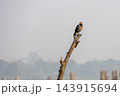 Asian pied myna bird perched on top of a dry tree branch. Gracupica contra resting outdoors against a hazy morning sky background. Asian pied myna bird perched on top of a dry tree branch. Gracupica contra resting outdoors against a hazy morning sky background. 143915694