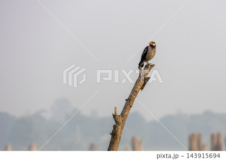 Asian pied myna bird perched on top of a dry tree branch. Gracupica contra resting outdoors against a hazy morning sky background. Asian pied myna bird perched on top of a dry tree branch. Gracupica contra resting outdoors against a hazy morning sky background. 143915694