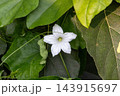 Blooming white star shaped ivy gourd flower on a green vine. Organic Coccinia grandis vegetable plant growing naturally in daylight. Blooming white star shaped ivy gourd flower on a green vine. Organic Coccinia grandis vegetable plant growing naturally in daylight. 143915697
