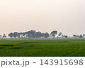 Vast green paddy field stretching towards distant trees under a hazy sky. Agricultural landscape of a rice farm in a countryside village. Vast green paddy field stretching towards distant trees under a hazy sky. Agricultural landscape of a rice farm in a countryside village. 143915698
