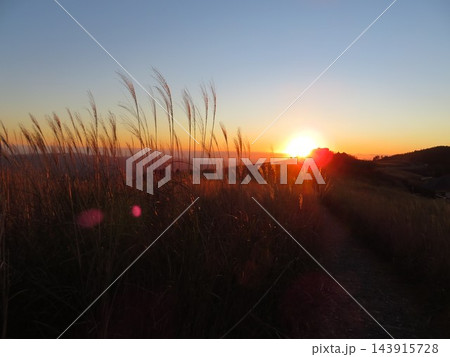 夕日を背にした和歌山県 生石高原のススキ 夕日を背にした和歌山県 生石高原のススキ 143915728